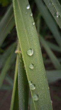 Macro Close-up Of Morning Dew Drops On A Green Grass Blade