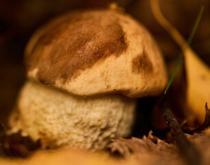 Mushroom in the grass, autumn. © Jan