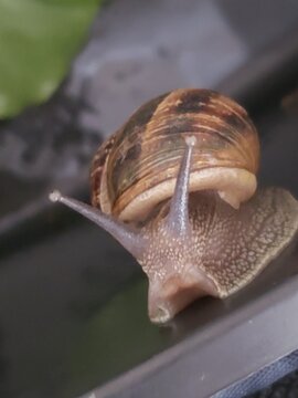 Close-up of a garden snail facing the camera