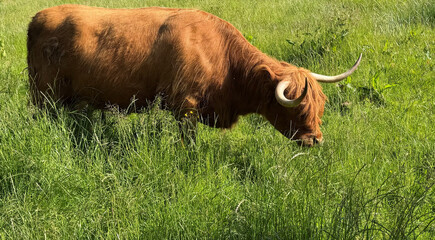 Long-haired brown cattle grazing in a green pasture © Isaac