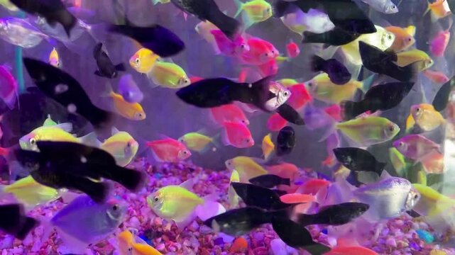 Black Mollies and GloFish Swimming in Aquarium Close-Up