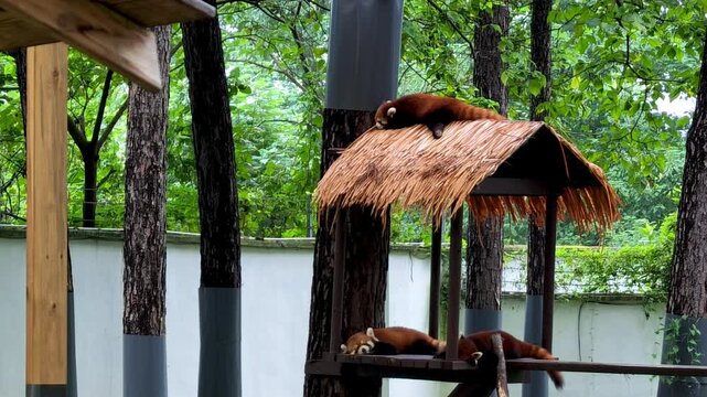 three Red Pandas Resting on Thatched Shelter