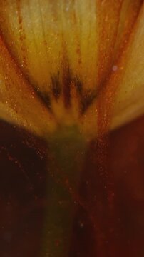 Vertical video. Flower drip. Spilling ink. Blur red color fume texture vapor yellow tropical plant shiny nature on abstract background.