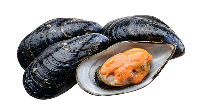 Fresh mussels in shells one opened showing orange seafood meat isolated on transparent background.
