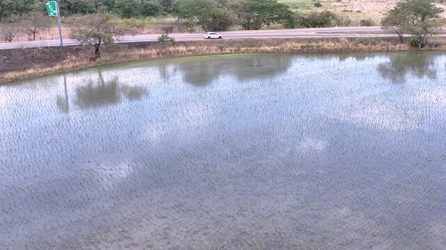 Birds Flying over Reflective Water in Flooded Rice Fields. Slow Motion. Aerial View.