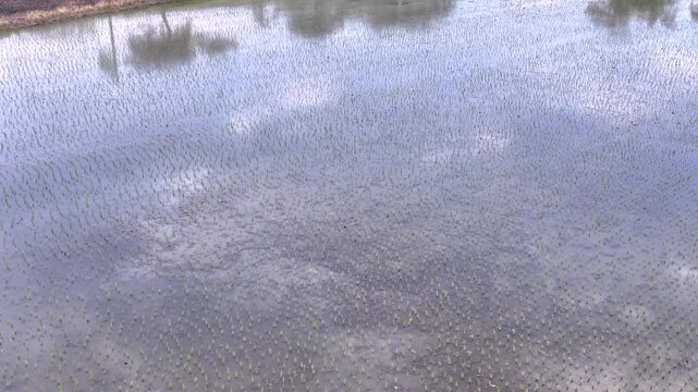 Birds Flying over Reflective Water in Flooded Rice Fields. Slow Motion. Aerial View.