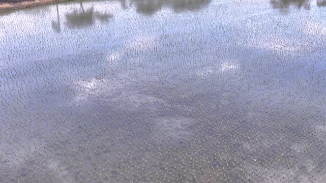 Flooded Rice Fields with Water Reflections and Birds in Colombia. Slow Motion. Aerial View.