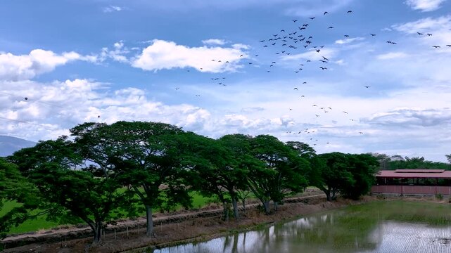 Birds Flying over Reflective Water in Flooded Rice Fields. Slow Motion. Aerial View.