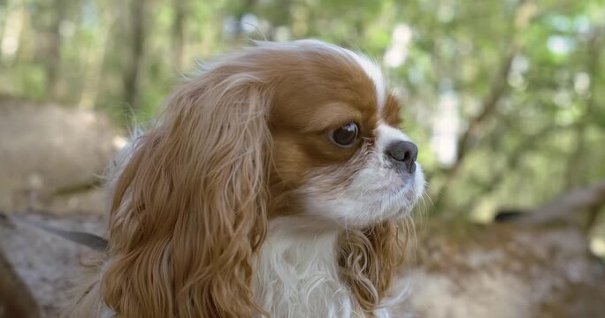 Cavalier king charles spaniel dog licking nose in sunny forest park setting.