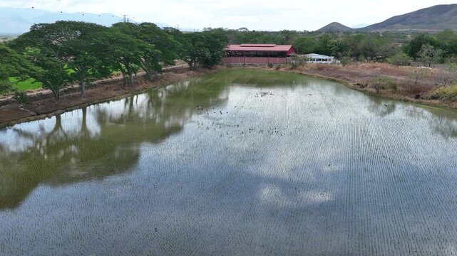 Birds Flying over Reflective Water in Flooded Rice Fields. Slow Motion. Aerial View.
