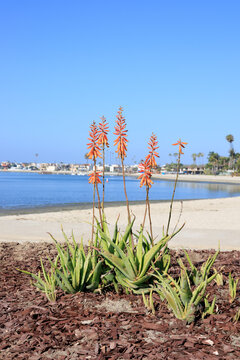 Blooming orange Aloe vera flower stalks growing in a landscaped mulch bed along Sail Bay in San Diego, California