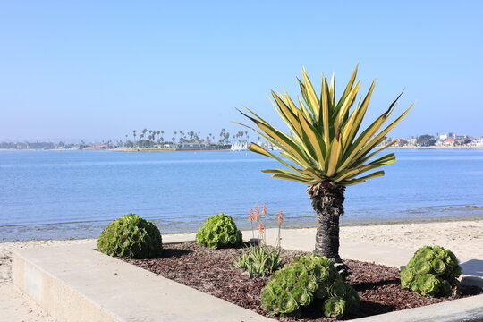 Large variegated Spanish dagger yucca shrub grows within a concrete retaining wall bed beside a calm coastal Sail bay path on a clear sunny day, San Diego, California