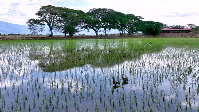 Rice Plantation with Birds over Flooded Paddy Fields in Colombia. Slow Motion. Aerial View.