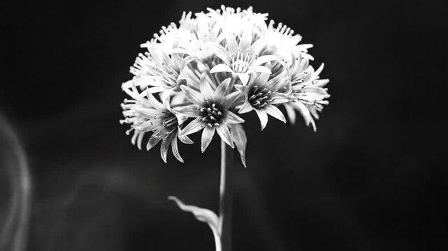 Black and white close-up of a blooming flower against a dark background, evoking a sense of fragility and beauty.