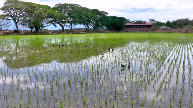 Rice Plantation with Birds over Flooded Paddy Fields in Colombia. Slow Motion. Aerial View.