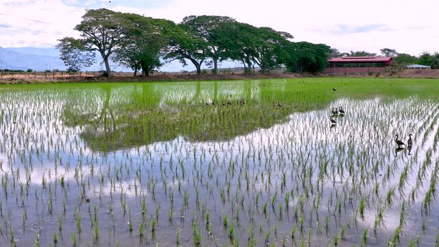 Flooded Rice Fields with Water Reflections and Birds in Colombia. Slow Motion. Aerial View.