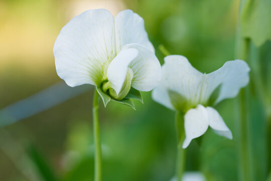 美しい絹さやの白い花　白花サヤエンドウ
