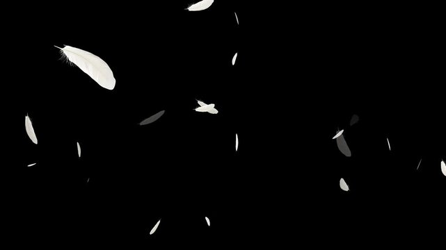 slowly falling down Loop Backgrounds. White swan feathers falling on the water. On a black background. White feather dropped on a black background. Floating Feathers Soft Falling Motion Graphics.