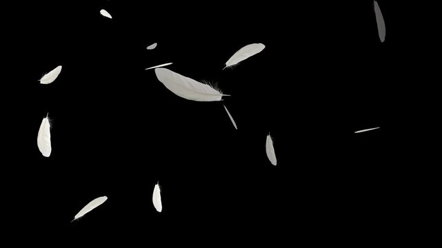 slowly falling down Loop Backgrounds. White swan feathers falling on the water. On a black background. White feather dropped on a black background. Floating Feathers Soft Falling Motion Graphics.