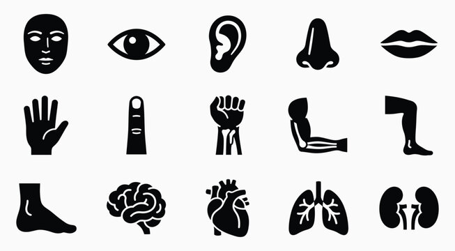 A comprehensive black and white vector illustration set featuring various human body parts and internal organ icons