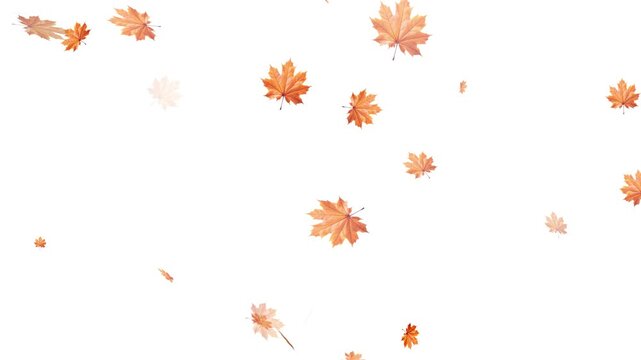 Falling autumn leaves backgrounds - isolated and loopable, Maple Leaf falls animation. Autumn maple leaves fall in the background. Maple Leaves Falling with Alpha Channel. Maple leaves falling 