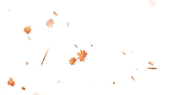 Falling autumn leaves backgrounds - isolated and loopable, Maple Leaf falls animation. Autumn maple leaves fall in the background. Maple Leaves Falling with Alpha Channel. Maple leaves falling 