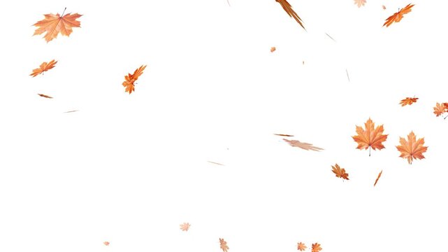 Falling autumn leaves backgrounds - isolated and loopable, Maple Leaf falls animation. Autumn maple leaves fall in the background. Maple Leaves Falling with Alpha Channel. Maple leaves falling 