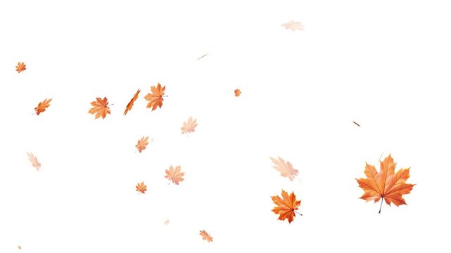 Falling autumn leaves backgrounds - isolated and loopable, Maple Leaf falls animation. Autumn maple leaves fall in the background. Maple Leaves Falling with Alpha Channel. Maple leaves falling 