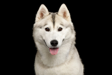 Siberian husky dog looking at camera with tongue out, white and gray thick fur, upright ears, isolated on black background, friendly smiling face, studio portrait © seregraff