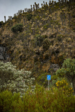 Paramo hillside covered with frailejones and native vegetation, Colombia