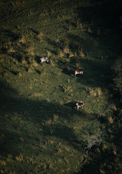 Cattle grazing on steep Andean mountain slope in Colombia