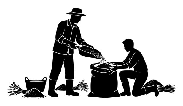 Two agricultural farm workers filling heavy grain sack with harvested wheat seeds using large scoop shovel