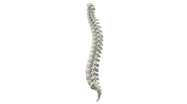 3D Medical Visualization of Human Spine Anatomy, Vertebrae and Spinal Column