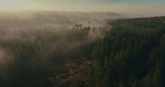 Aerial view of a Swedish pine forest showing mature trees beside a clearcut area and young regeneration, revealing the forestry cycle through magical fog during sunrise.