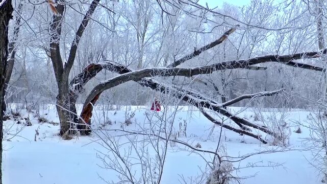 Snow-covered frozen forest with frost-laden branches and a person in red walking past a fallen tree under overcast winter light