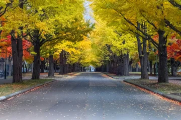 Scenic autumn view at Hokkaido University's Ginkgo Avenue in Sapporo, Hokkaido, Japan © coward_lion