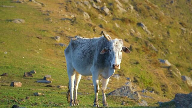 A cinematic 120fps slow motion shot of a white zebu cow with a single horn standing on a sunny, rocky mountain slope in the Indian Himalayas of Himachal Pradesh.