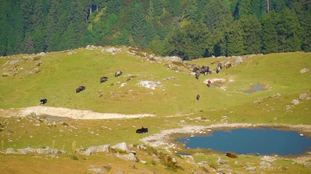 A high-angle cinematic slo-mo 120fps shot of cattle grazing on a lush green Himalayan mountain pasture near a tranquil pond with dense pine forest in Himachal Pradesh, India.