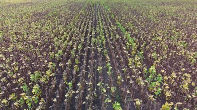Aerial view of drought-damaged sunflower rows in a dry agricultural field near Debrecen, Hungary, showing wilted plants, exposed dark soil and uneven crop growth in summer.