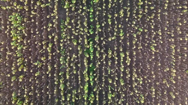 Top-down drone view of drought-stressed sunflower rows in a farm field near Debrecen, Hungary, showing wilted plants, dark soil and patchy green growth in summer.