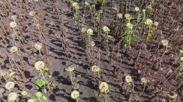 Aerial close-up of drought-damaged sunflowers with wilted heads and dry soil in a cultivated field near Debrecen, Hungary, illustrating summer water stress.