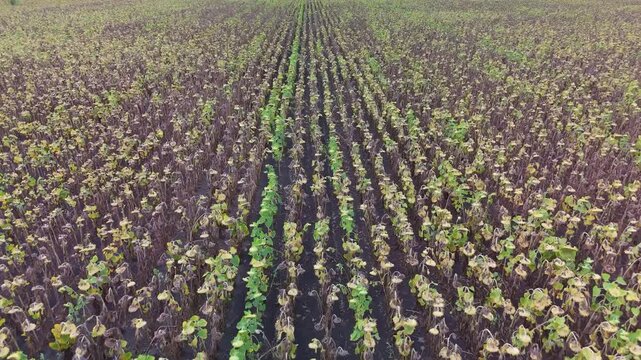 Drone view of drought-stressed sunflower rows in an agricultural field near Debrecen, Hungary, showing wilted plants, exposed dark soil and uneven crop growth in summer.