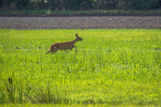 Eingebettet in ein leuchtendes, saftig-gr&uuml;nes Wiesenmeer und das sanfte Licht des Vormittags scheint dieses Reh Mit aufmerksamen Blick und in perfekter Harmonie mit der umgebenden Natur strahlt dieser
