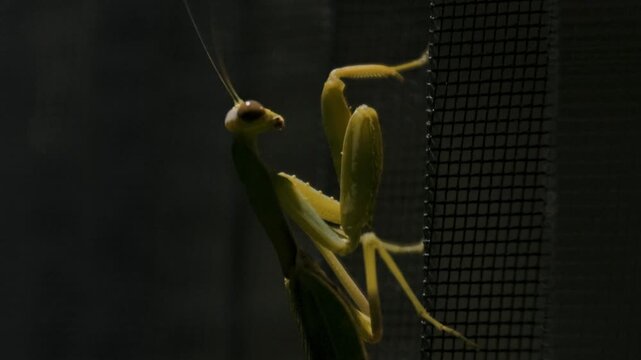Close up of a praying mantis on a vertical surface. Predator insect.