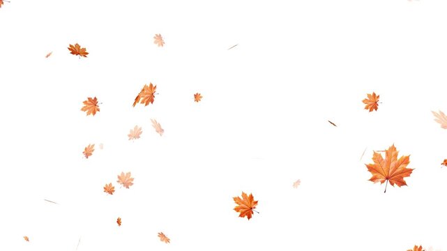 Falling autumn leaves backgrounds - isolated and loopable, Maple Leaf falls animation. Autumn maple leaves fall in the background. Maple Leaves Falling with Alpha Channel. Maple leaves falling 