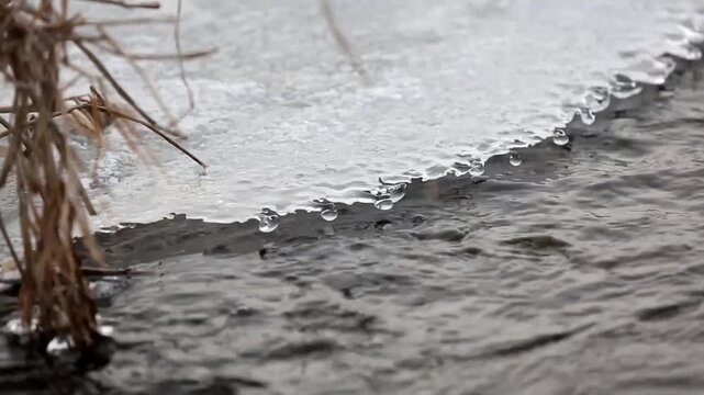 Close-up of melting ice edge with dangling water droplets along a flowing riverbank, frozen surface meeting moving dark water beside dry reeds