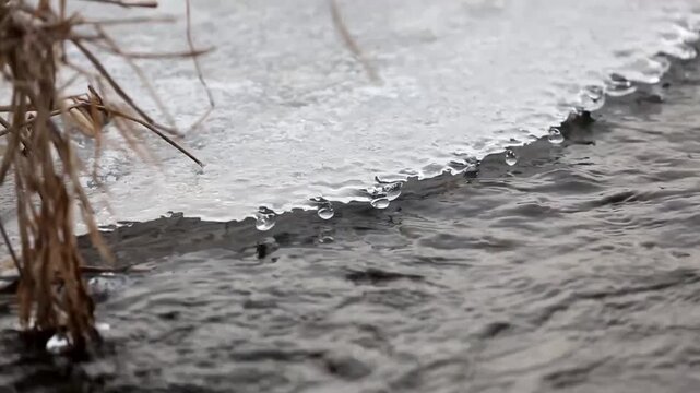 Melting ice edge with dangling water droplets along a flowing riverbank beside dry reeds under overcast winter light