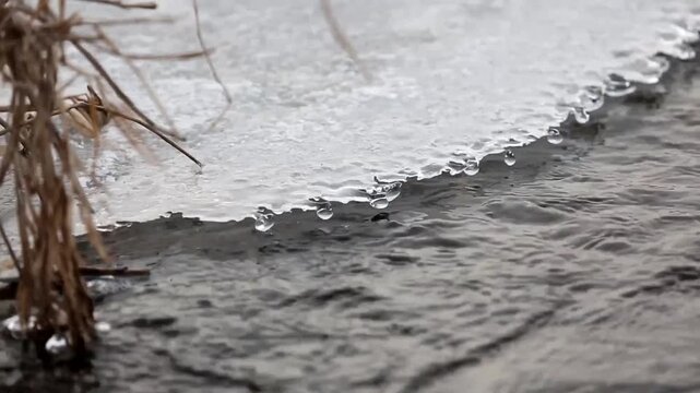 Close-up of melting ice edge with dangling water droplets along a flowing riverbank beside dry reeds under overcast winter light