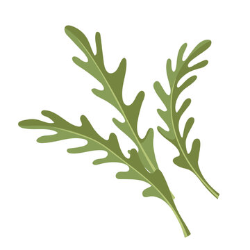 Arugula leaves for salads, healthy food menus, recipe cards and restaurant packaging. Culinary and grocery designs use arugula leaves, cartoon vector illustration.