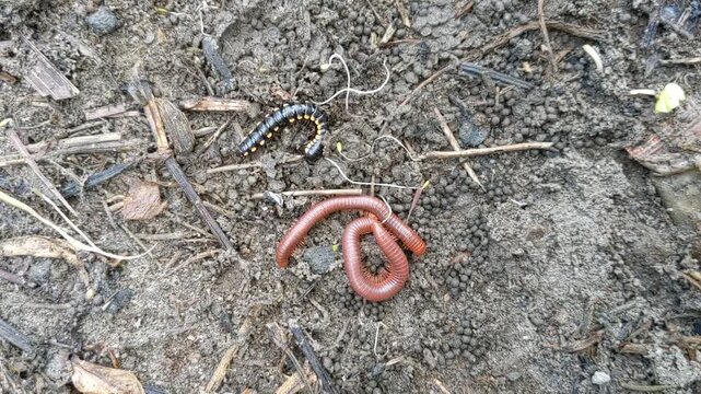 Closeup view of a brown millipede and a black millipede insect with yellow spots, crawling over dark damp soil and organic ground